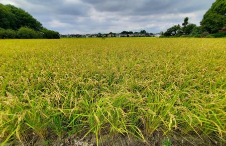 25年コメ生産、29道県で増加　異例判断、価格高騰回避も